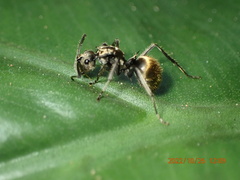 Polyrhachis