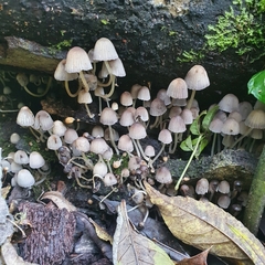 Coprinellus disseminatus