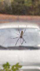Trichonephila clavata