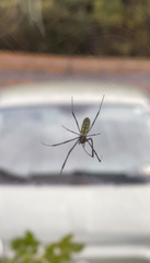 Trichonephila clavata