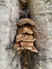 Coriolopsis gallica