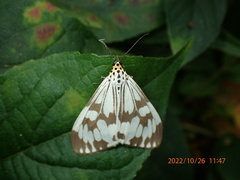 Nyctemera adversata
