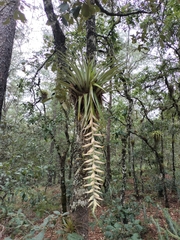 Tillandsia prodigiosa