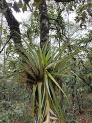Tillandsia prodigiosa