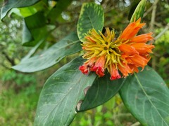 Burchellia bubalina