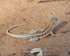 Chalarodon madagascariensis