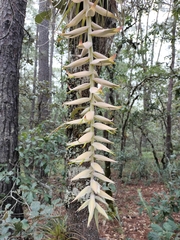Tillandsia prodigiosa