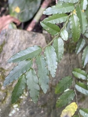 Ventilago elegans