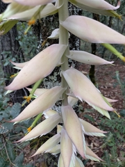 Tillandsia prodigiosa