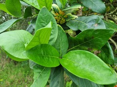 Burchellia bubalina