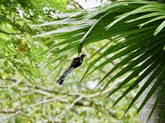 Crypsirina temia