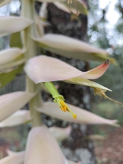 Tillandsia prodigiosa