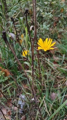 Tragopogon orientalis