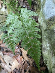Asplenium ritoense