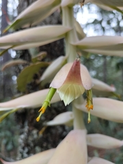 Tillandsia prodigiosa