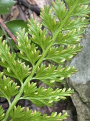 Asplenium ritoense
