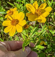 Bidens laevis