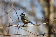 Cyanistes caeruleus caeruleus