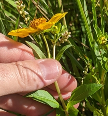 Bidens laevis