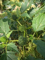 Datura stramonium