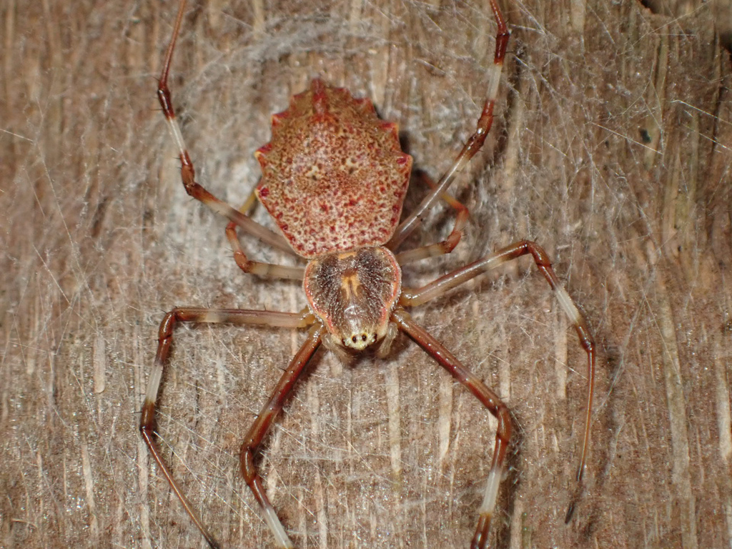 Ornamental Tree Trunk Spider from 勐腊县, 西双版纳傣族自治州, 云南省, CN on October 26 ...
