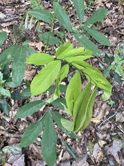 Millettia pachycarpa