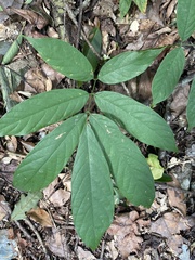 Millettia pachycarpa