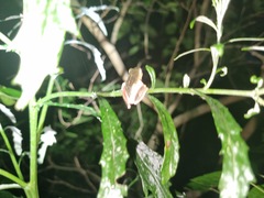 Hyperolius marmoratus