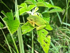 Hyperolius tuberilinguis