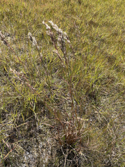 Andropogon tenuispatheus