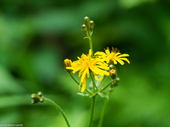 Crepis lyrata