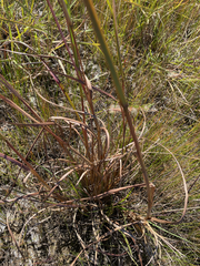 Andropogon tenuispatheus