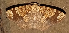 Nematocampa