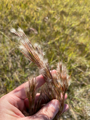 Andropogon tenuispatheus