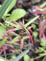 Ammannia coccinea