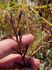 Mecardonia acuminata