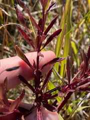 Mecardonia acuminata
