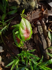 Caladium bicolor