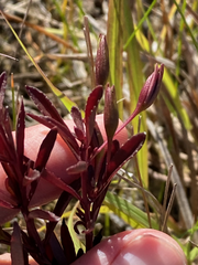 Mecardonia acuminata