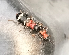 Thanasimus formicarius