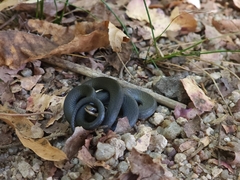 Diadophis punctatus punctatus