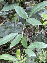 Tetrastigma formosanum