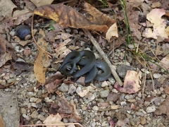 Diadophis punctatus punctatus