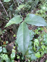 Tetrastigma formosanum