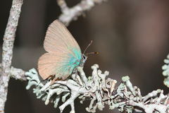 Callophrys rubi