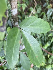 Tetrastigma formosanum