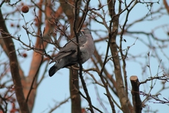 Columba palumbus palumbus