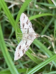 Sameodes