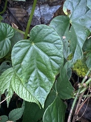 Begonia formosana