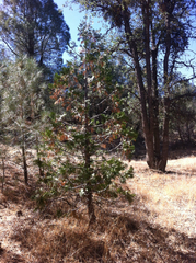 Calocedrus